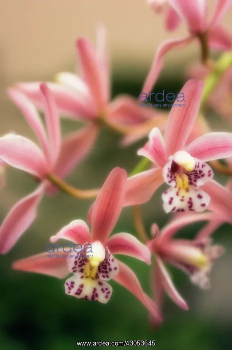 : Orchid, Cymbidium : Orchid, Cymbidium