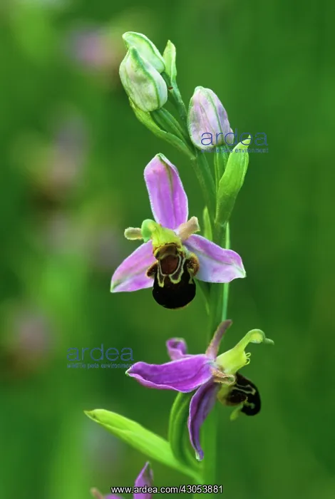 : Orchid, Bee orchid, Ophrys apifera : Orchid, Bee orchid, Ophrys apifera