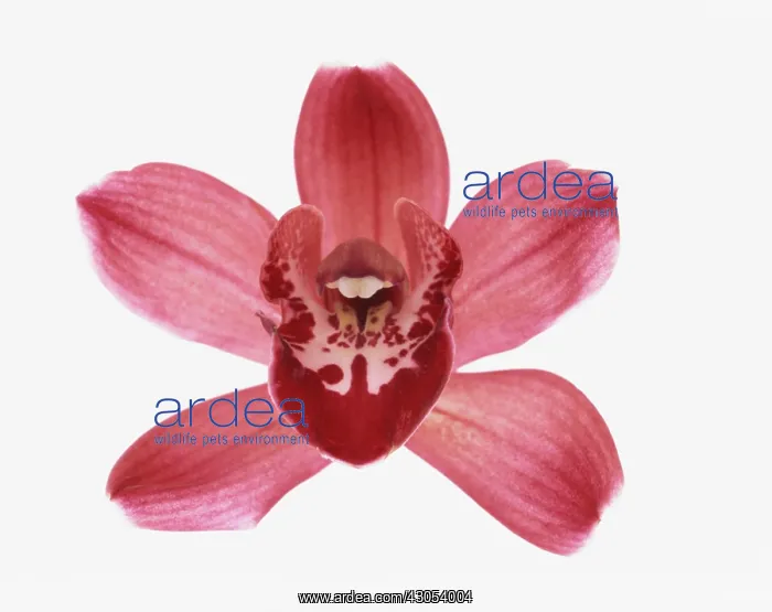 : Orchid, Cymbidium : Orchid, Cymbidium