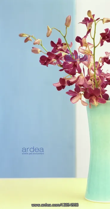 : Orchid, Dendrobium : Orchid, Dendrobium