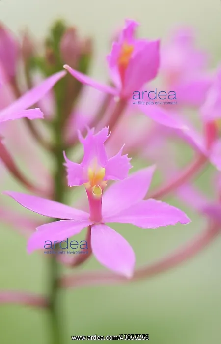 : Orchid, Epidendrum Ballerina : Orchid, Epidendrum Ballerina