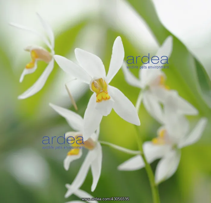 : Orchid, Coelogyne nitida : Orchid, Coelogyne nitida