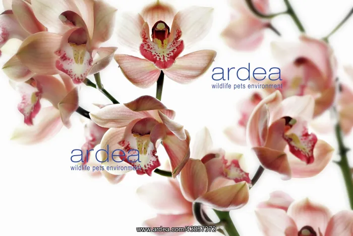 : Orchid, Cymbidium : Orchid, Cymbidium