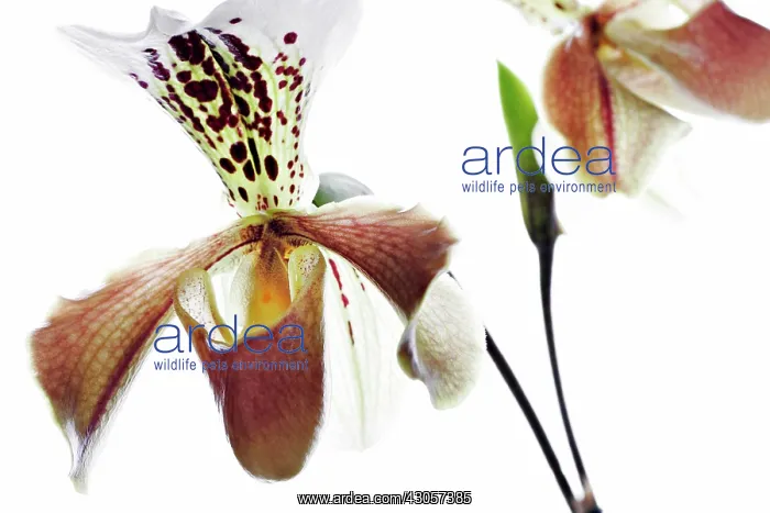 : Orchid, Paphiopedilum : Orchid, Paphiopedilum