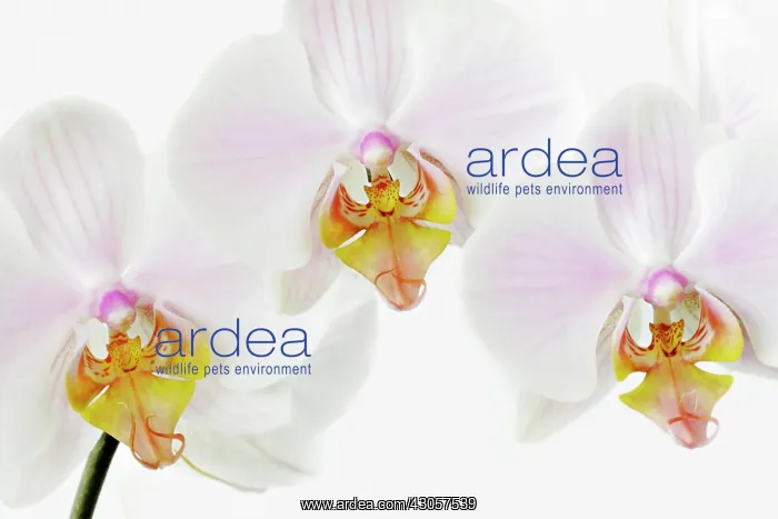 : Orchid, Moth orchid, Phalaenopsis Madrid : Orchid, Moth orchid, Phalaenopsis Madrid