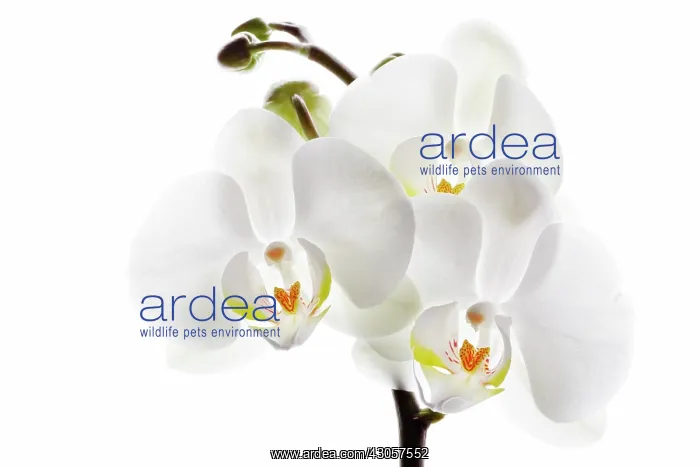 : Orchid, Moth orchid, Phalaenopsis amabilis : Orchid, Moth orchid, Phalaenopsis amabilis