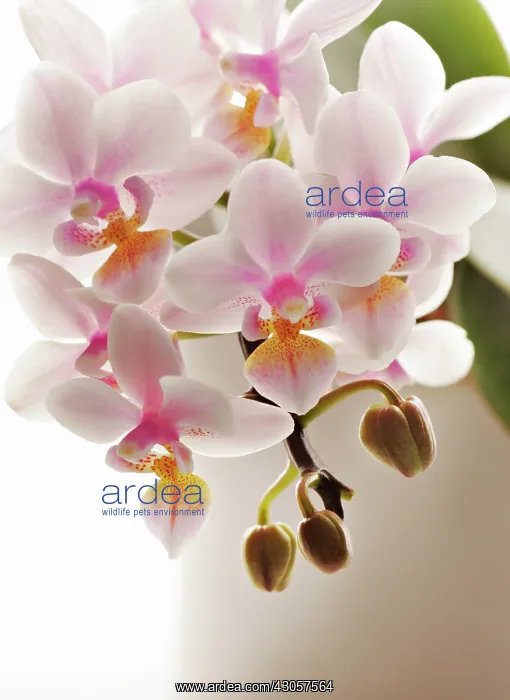 : Orchid, Moth orchid, Phalaenopsis Rainbow : Orchid, Moth orchid, Phalaenopsis Rainbow