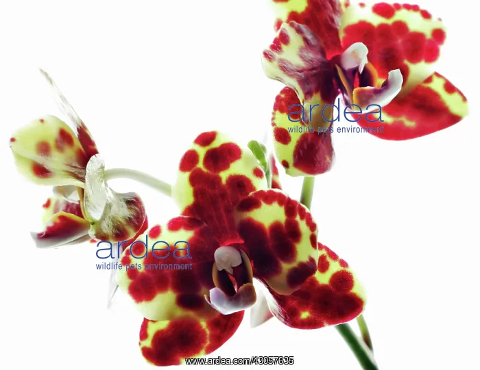 : Orchid, Moth orchid, Phalaenopsis Golden Peoker x Gold Coin : Orchid, Moth orchid, Phalaenopsis Golden Peoker x Gold Coin