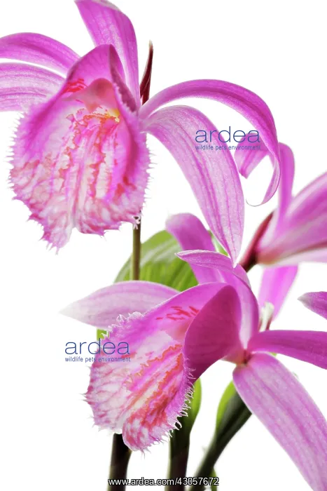: Orchid, Pleione formosana : Orchid, Pleione formosana