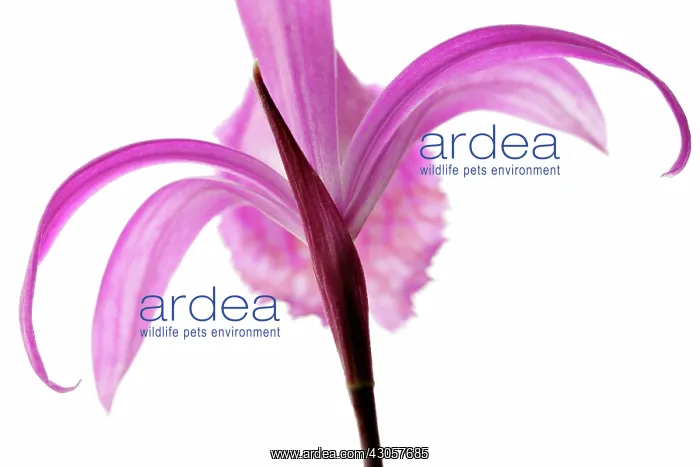 : Orchid, Pleione formosana : Orchid, Pleione formosana