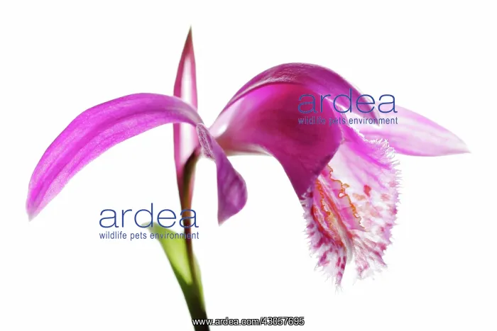 : Orchid, Pleione formosana : Orchid, Pleione formosana