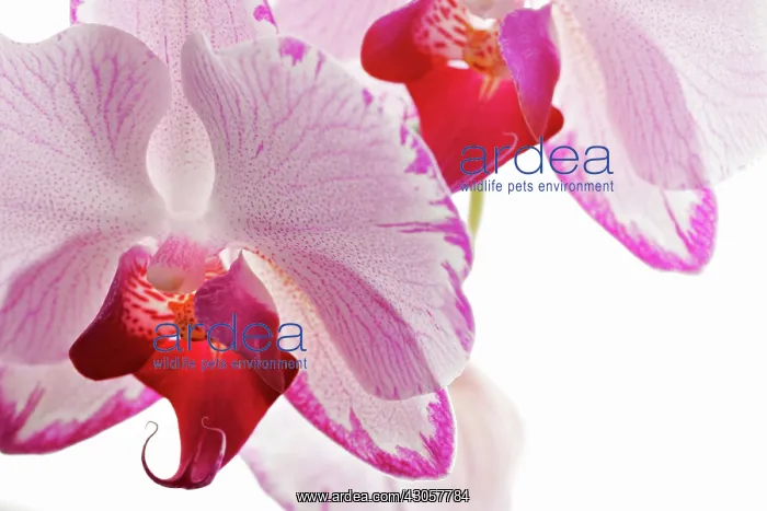 : Orchid, Moth orchid, Phalaenopsis Princess Minho : Orchid, Moth orchid, Phalaenopsis Princess Minho
