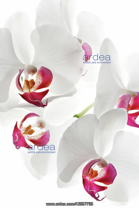 : Orchid, Moth orchid, Phalaenopsis Heart Breaker : Orchid, Moth orchid, Phalaenopsis Heart Breaker