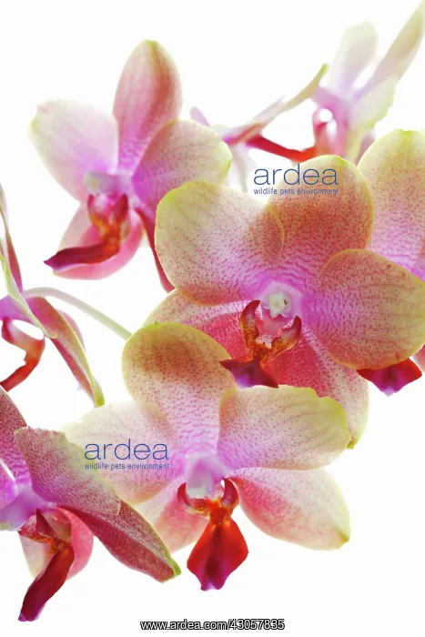 : Orchid, Moth orchid, Phalaenopsis Brother Sara Gold : Orchid, Moth orchid, Phalaenopsis Brother Sara Gold