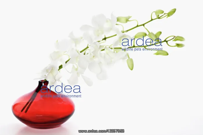: Orchid, Dendrobium : Orchid, Dendrobium