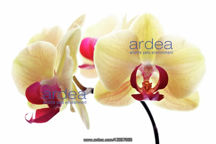 : Orchid, Moth orchid, Phalaenopsis Fuller Sunset : Orchid, Moth orchid, Phalaenopsis Fuller Sunset