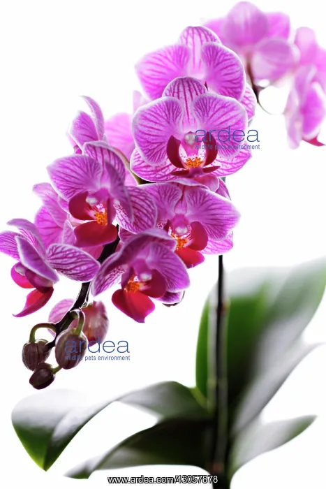 : Orchid, Moth orchid, Phalaenopsis : Orchid, Moth orchid, Phalaenopsis