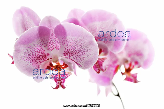  : Orchid, Moth orchid, Phalaenopsis Sexy Pink