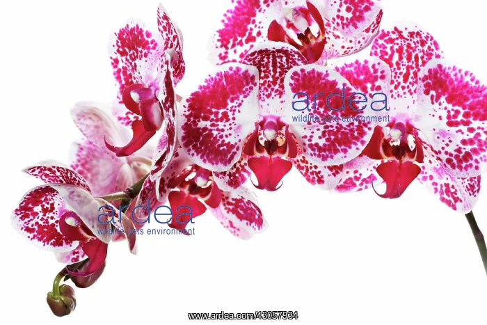 : Orchid, Moth orchid, Phalaenopsis Everspring Star : Orchid, Moth orchid, Phalaenopsis Everspring Star