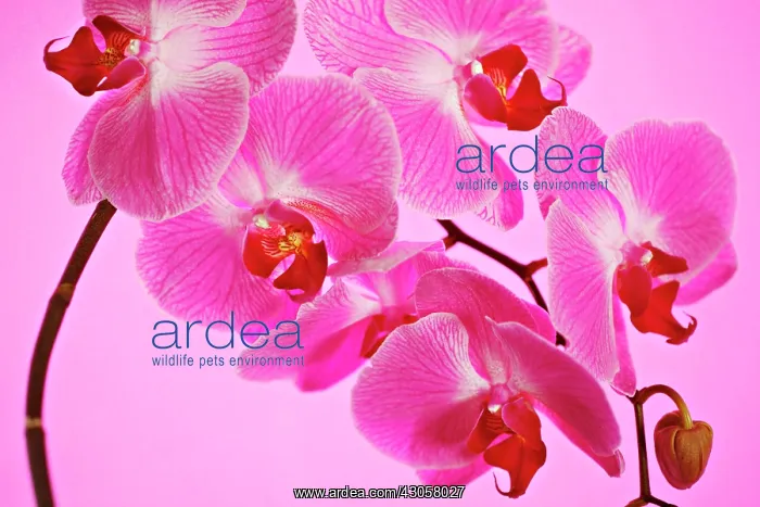 : Orchid, Moth orchid, Phalaenopsis Atlantis : Orchid, Moth orchid, Phalaenopsis Atlantis