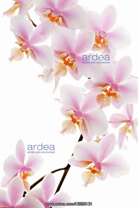 : Orchid, Moth orchid, Phalaenopsis schilleriana : Orchid, Moth orchid, Phalaenopsis schilleriana