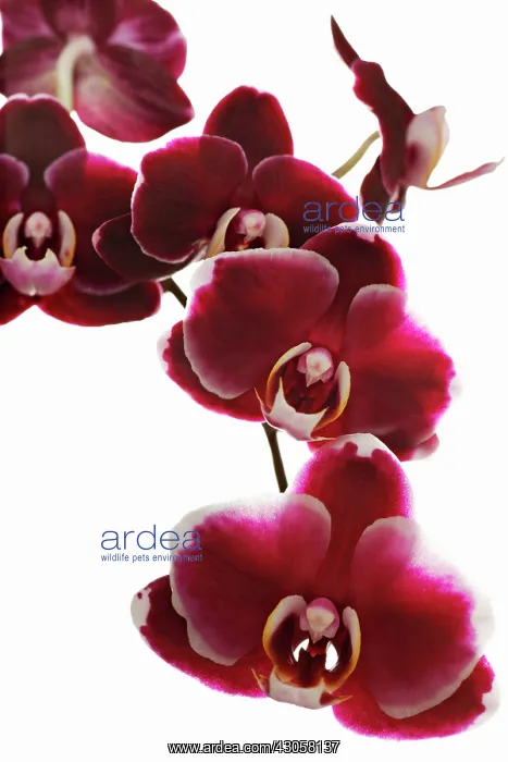 : Orchid, Moth orchid, Doritaenopsis : Orchid, Moth orchid, Doritaenopsis