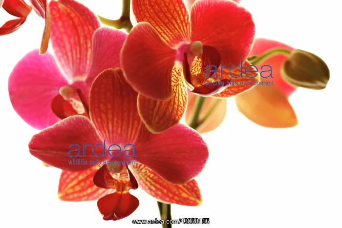 : Orchid, Moth orchid, Phalaenopsis Sogo Lawrence x Tying Shin Wonde : Orchid, Moth orchid, Phalaenopsis Sogo Lawrence x Tying Shin Wonde