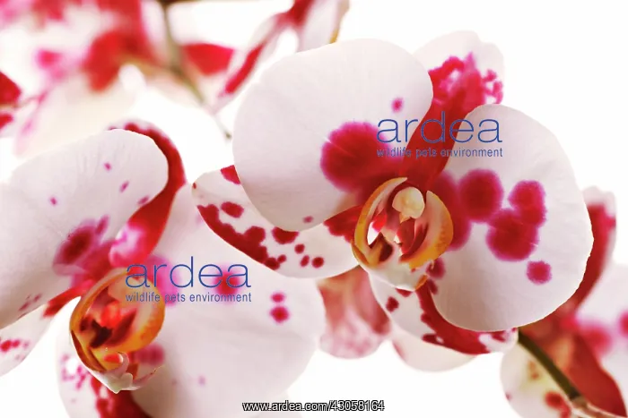 : Orchid, Moth orchid, Phalaenopsis : Orchid, Moth orchid, Phalaenopsis