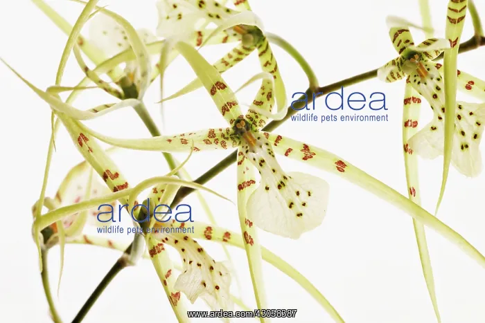 : Orchid, Brassia, Spider orchid : Orchid, Brassia, Spider orchid