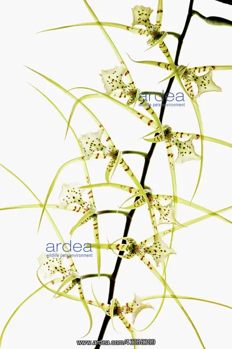 : Orchid, Brassia, Spider orchid : Orchid, Brassia, Spider orchid