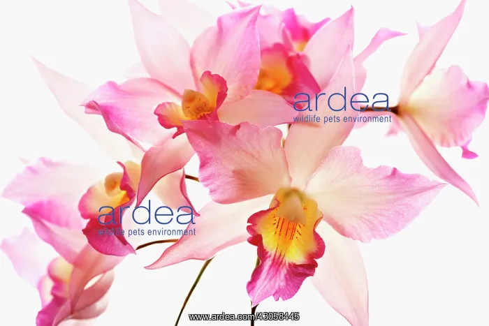 : Orchid, Jackfowlieara Appleblossom, Jackfowlieara orchid : Orchid, Jackfowlieara Appleblossom, Jackfowlieara orchid