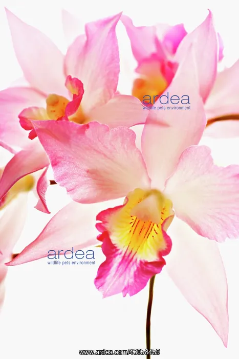 : Orchid, Jackfowlieara Appleblossom, Jackfowlieara orchid : Orchid, Jackfowlieara Appleblossom, Jackfowlieara orchid