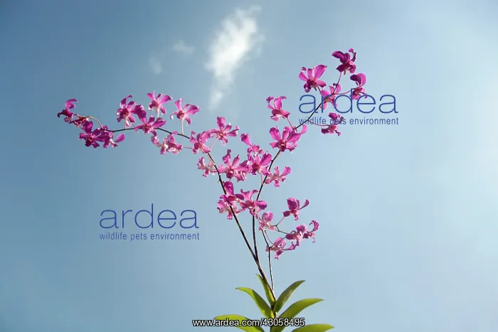 : Orchid, Cattleya : Orchid, Cattleya