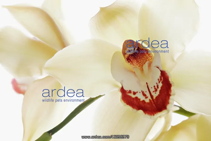 : Orchid, Cymbidium : Orchid, Cymbidium