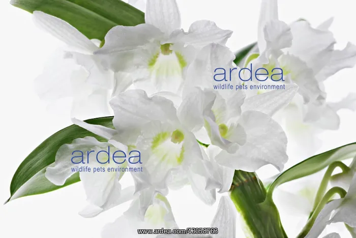: Orchid, Dendrobium : Orchid, Dendrobium