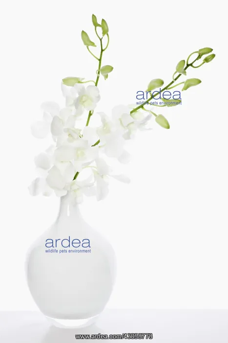 : Orchid, Dendrobium : Orchid, Dendrobium