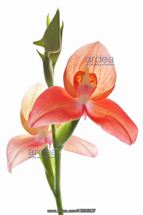 : Orchid, Disa uniflora, Flower of the gods : Orchid, Disa uniflora, Flower of the gods