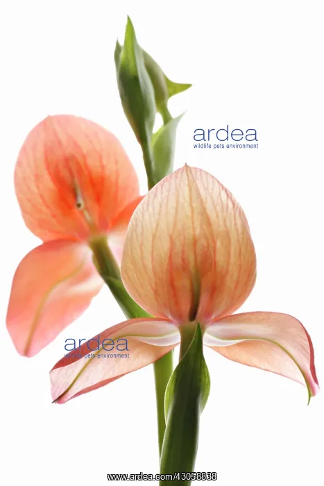 : Orchid, Disa uniflora, Flower of the gods : Orchid, Disa uniflora, Flower of the gods