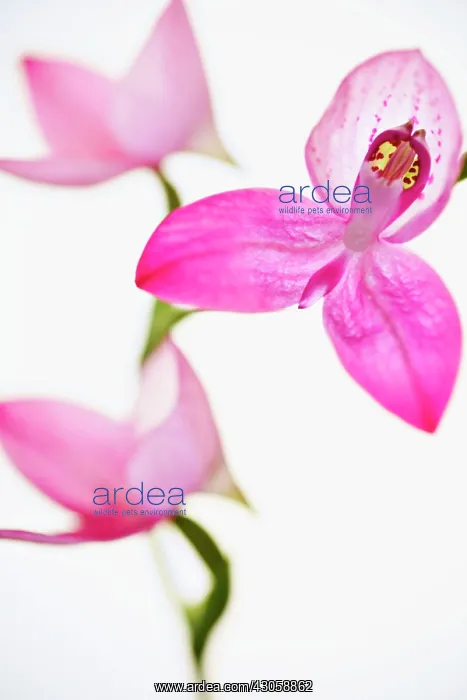 : Orchid, Disa uniflora, Flower of the gods : Orchid, Disa uniflora, Flower of the gods