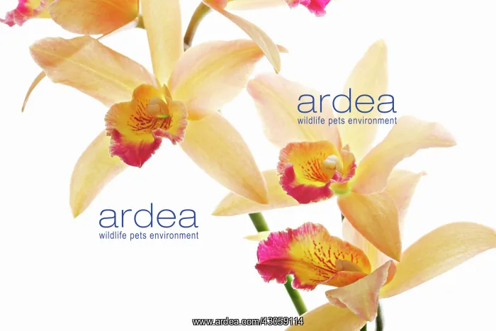 : Orchid, Laelia cattleya : Orchid, Laelia cattleya