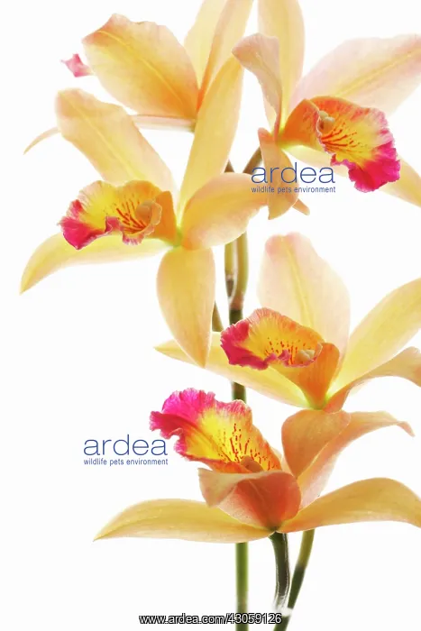 : Orchid, Laelia cattleya : Orchid, Laelia cattleya
