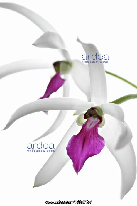 : Orchid, Leptotes bicolor, Bicolored Leptotes : Orchid, Leptotes bicolor, Bicolored Leptotes