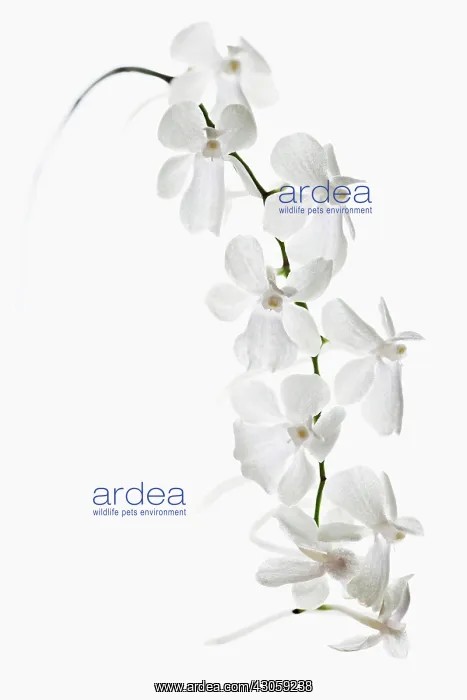 : Orchid, Aerangis citrata, The lemon-scented Aerangis : Orchid, Aerangis citrata, The lemon-scented Aerangis