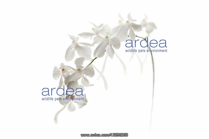 : Orchid, Aerangis citrata, The lemon-scented Aerangis : Orchid, Aerangis citrata, The lemon-scented Aerangis