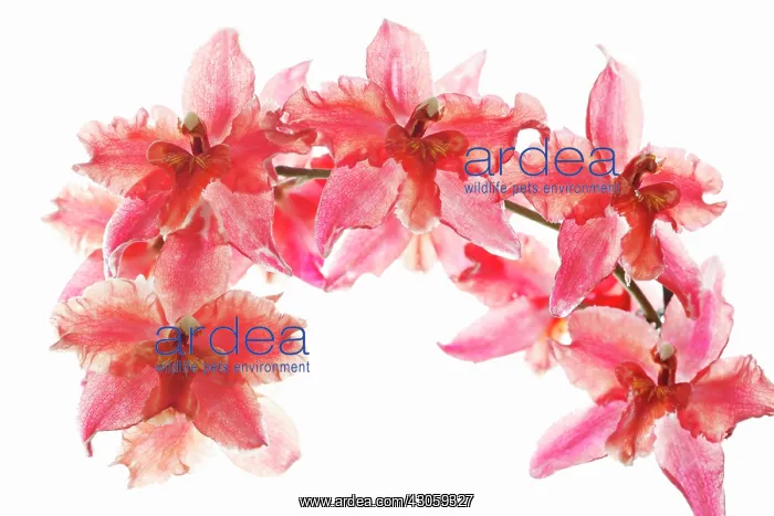 : Orchid, Odontoglossum : Orchid, Odontoglossum