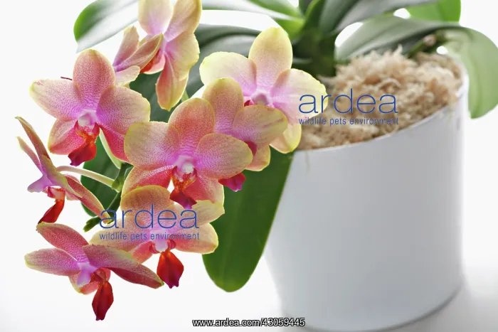 : Orchid, Phalaenopsis, Moth orchid : Orchid, Phalaenopsis, Moth orchid