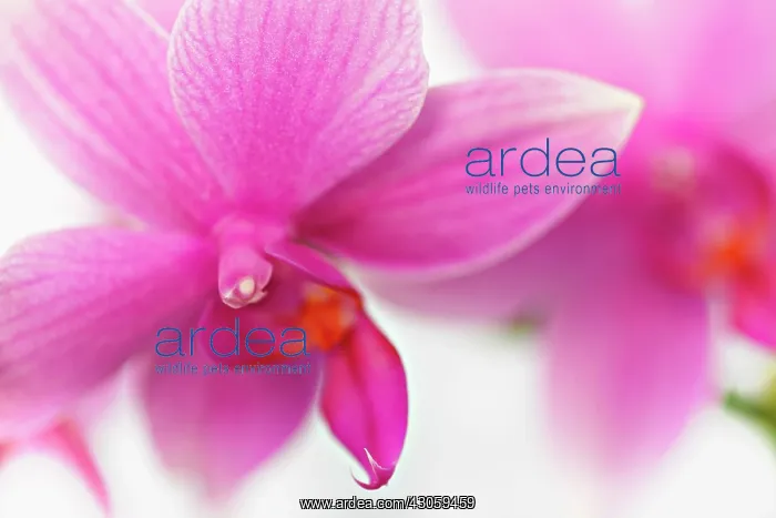 : Orchid, Phalaenopsis, Moth orchid : Orchid, Phalaenopsis, Moth orchid
