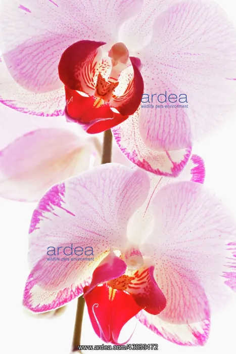 : Orchid, Phalaenopsis Minho Princess, Moth orchid : Orchid, Phalaenopsis Minho Princess, Moth orchid