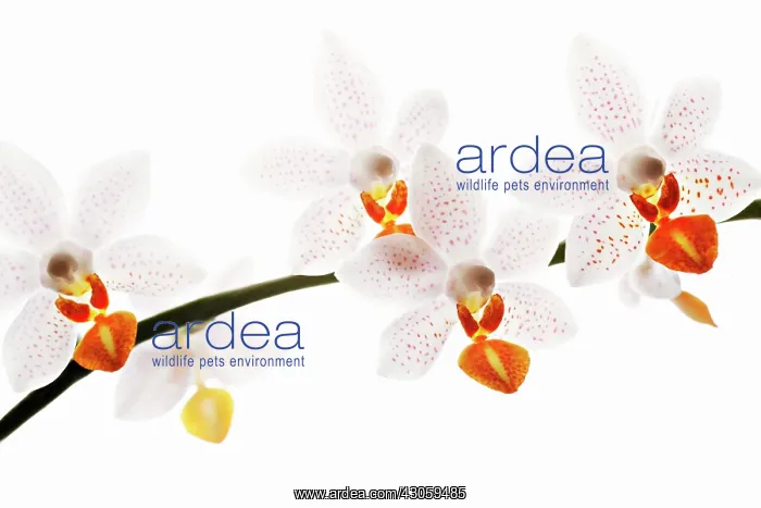 : Orchid, Phalaenopsis Mini Mark, Moth orchid : Orchid, Phalaenopsis Mini Mark, Moth orchid