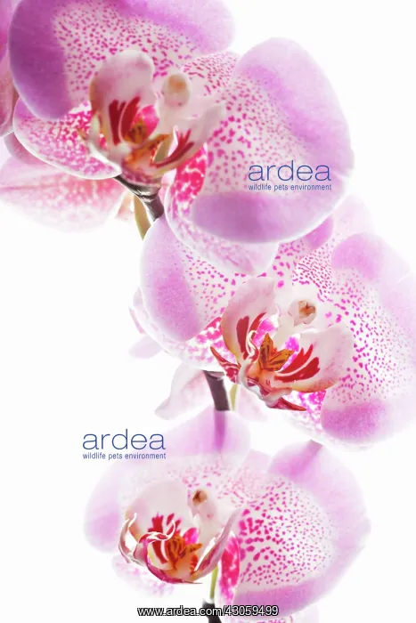 : Orchid, Phalaenopsis Sexy Pink, Moth orchid : Orchid, Phalaenopsis Sexy Pink, Moth orchid